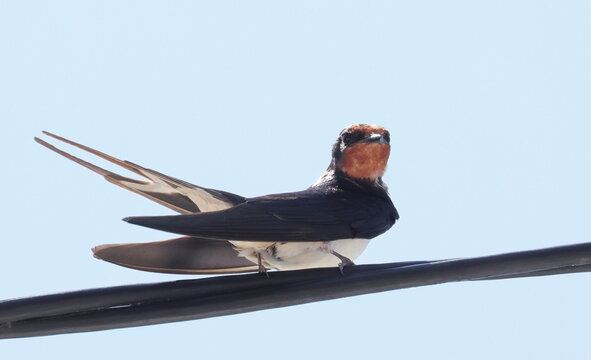 Barn Swallow on wire, Hirundo rustica, birds of Montenegro