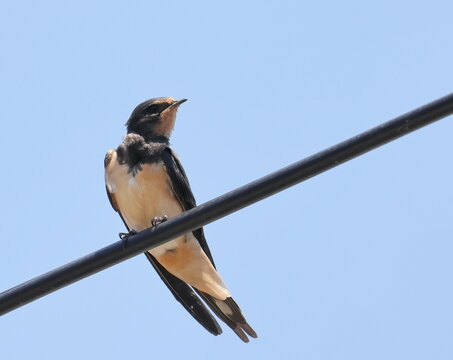 Young barn swallow on wire, Hirundo rustica, birds of Montenegro