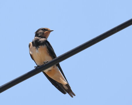 Young barn swallow on wire, Hirundo rustica, birds of Montenegro