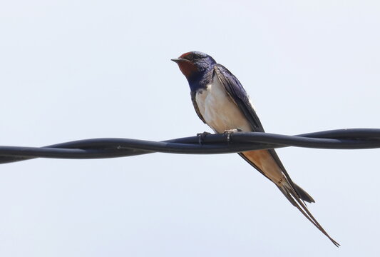 Barn Swallow on wire, Hirundo rustica, birds of Montenegro
