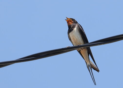 Barn Swallow on wire, Hirundo rustica, birds of Montenegro