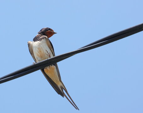 Barn Swallow on wire, Hirundo rustica, birds of Montenegro