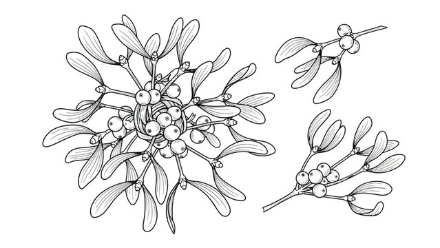 Botanical mistletoe plant branches with berries for christmas holiday decoration coloring page for children and adults detailed black white line drawing art.