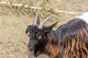 Shaggy domestic goat profile portrait on a farm © Jorens