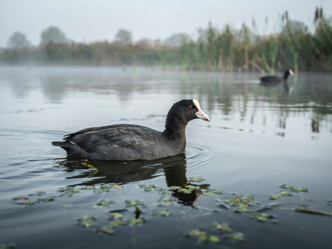Eurasian Coot Swimming in a Misty Lake fulica atra