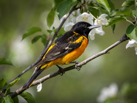 Baltimore Oriole Bird Perched on a Branch with White Flowers