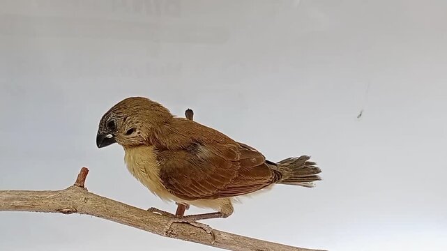 Close-up potrait of a small brown bird perched on a dry tree branch.