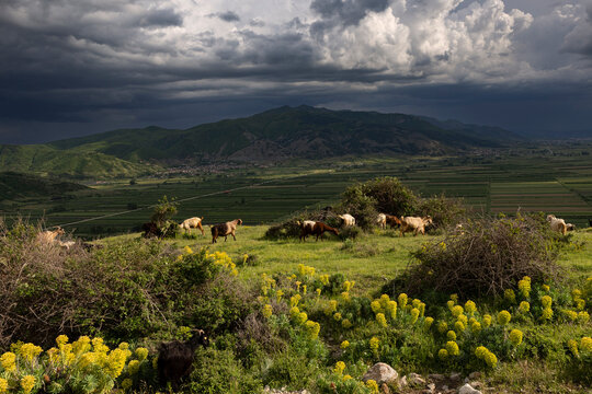 Ziegenherde bei Zvezd&euml; in der N&auml;he von Kor&ccedil;a (Albanien), Nationalpark Prespa, Dreil&auml;ndereck Albanien, Griechenland, Nordmazedonien, 30.05.2026 