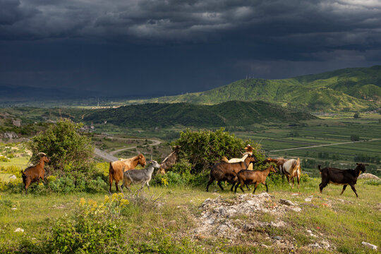 Ziegenherde bei Zvezd&euml; in der N&auml;he von Kor&ccedil;a (Albanien), Nationalpark Prespa, Dreil&auml;ndereck Albanien, Griechenland, Nordmazedonien, 30.05.2026 