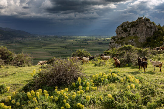 Ziegenherde bei Zvezd&euml; in der N&auml;he von Kor&ccedil;a (Albanien), Nationalpark Prespa, Dreil&auml;ndereck Albanien, Griechenland, Nordmazedonien, 30.05.2026 