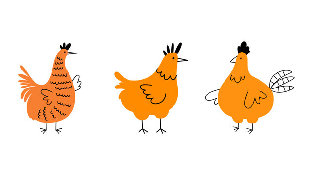 Collection of three hand drawn orange chickens or hens isolated on a white background with isolated background agriculture livestock