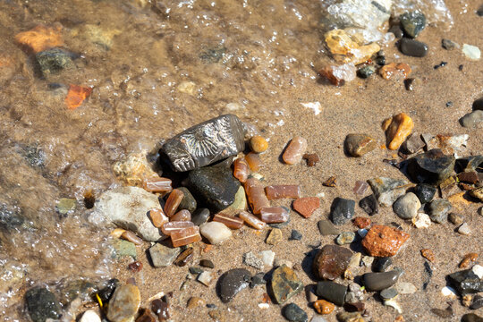 Fossilized remains of belemnites on the sand near water