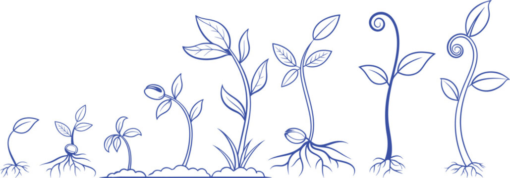 Minimal botanical growth stages line art vector showing seed germination, root development and young plant evolution with elegant outline leaves, nature education illustration design.