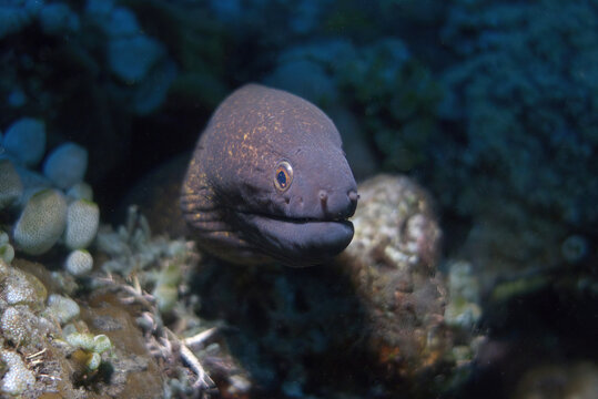 giant moray eel (Gymnothorax javanicus)