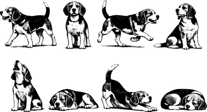 Various Beagle Dog Poses Set: Walking Standing Running Sitting Howling Lying Stretching and Sleeping Halftone Engraving Style Vector Illustration