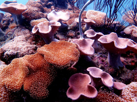 Toadstool Corals (Sarcophyton sp.), which are also known as mushroom or leather corals.