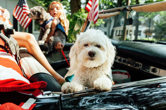 Dog in Parade