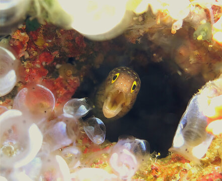 A baby yellowmouth moray eel peeks out from a hole in the reef during a dive in Bali.