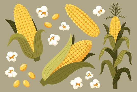 Graphic collection of organic yellow corn cobs, single kernels, and fluffy white popcorn over a gray background.