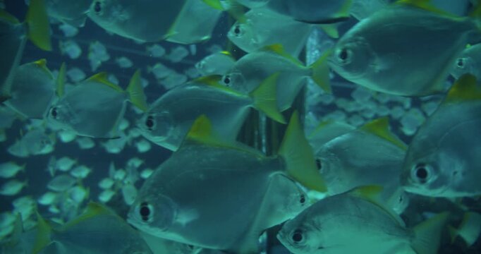 Underwater view with a school of vibrant, shimmering fish surrounded by natural light, creating a peaceful marine scene, likely from an aquarium or underwater photography setup