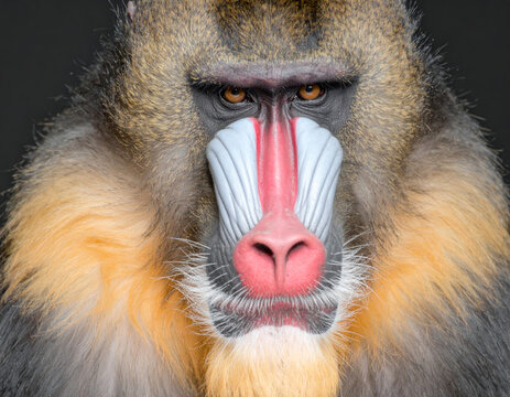 portrait of mandrill