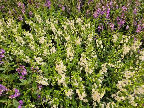 Engelsfl&uuml;gel, Angelonia angustifolia