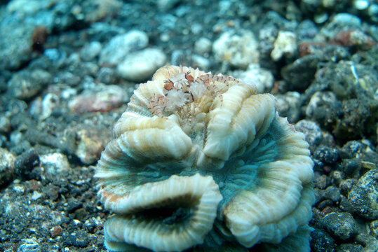 Boxed Crab on Brain Coral