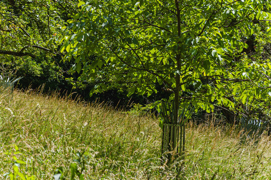 Junger Walnussbaum auf einer Wiese