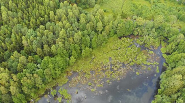 A high angle, bird's eye view of a vibrant, dense forest bordering a natural wetland or bog area in the Lithuanian countryside. The rich green foliage contrasts with the dark water and marsh vegetatio