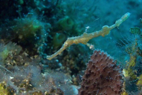 Robust Ghost Pipefish (Solenostomus cyanopterus)