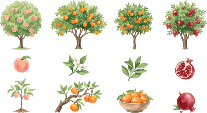 Fruit Trees Set with Peach Orange Tangerine and Pomegranate Including Branches Leaves Flowers and Sapling Illustration
