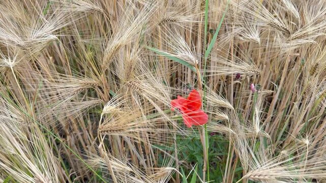 Rote Mohnblume im goldenen Getreidefeld &ndash; Kamerafahrt vom Weitwinkel zur Bl&uuml;te - Langsame Kamerafahrt durch ein goldenes Getreidefeld auf eine leuchtend rote Mohnblume. Stimmungsvolle Sommeraufnahme