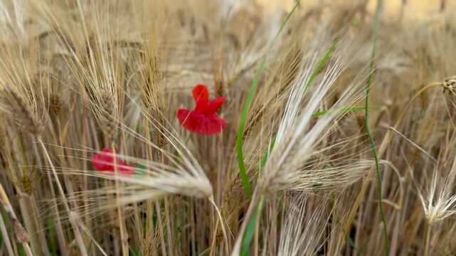 Mohnblume im Getreidefeld &ndash; Kamerafahrt &uuml;ber sommerliche Felder