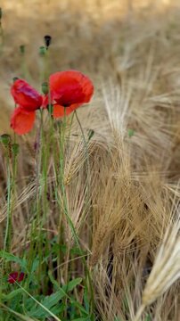 Rote Mohnblumen zwischen reifenden Getreide&auml;hren