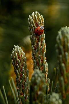 Gentle ladybug resting on gren
