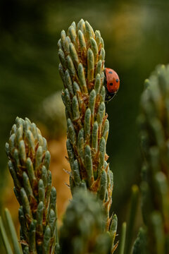 Gentle ladybug resting on gren