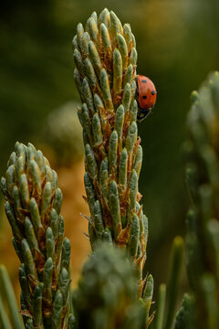 Gentle ladybug resting on gren