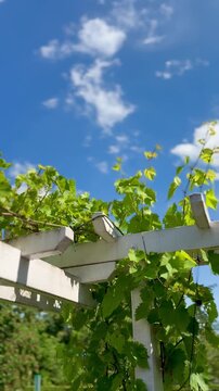 Weinreben unter blauem Sommerhimmel mit wei&szlig;en Wolken - Gr&uuml;ne Weinreben an einer Pergola unter strahlend blauem Himmel mit wei&szlig;en Sommerwolken. Ruhige Naturaufnahme mit mediterraner Atmosph&auml;re 