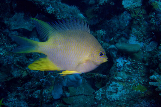 Golden Damselfish (Amblyglyphidodon aureus), also known as the Lemon Damsel