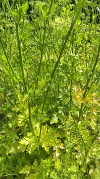 Petersilie Petroselinum Crispum mit Samenst&auml;nden | Kr&auml;utergarten im Sommer