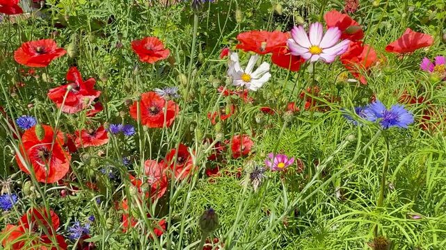 Kamerafahrt durch Blumenwiese mit Klatschmohn (Papaver rhoeas), Schmuckk&ouml;rbchen (Cosmos bipinnatus) und Kornblume (Centaurea cyanus) | 4K