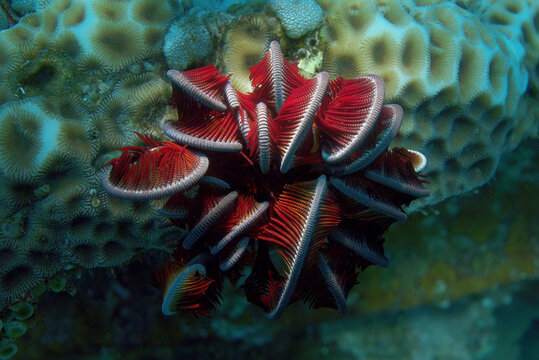 Red feather star