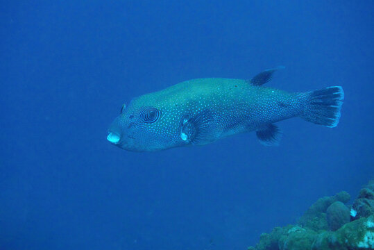 Mapped Puffer Fish