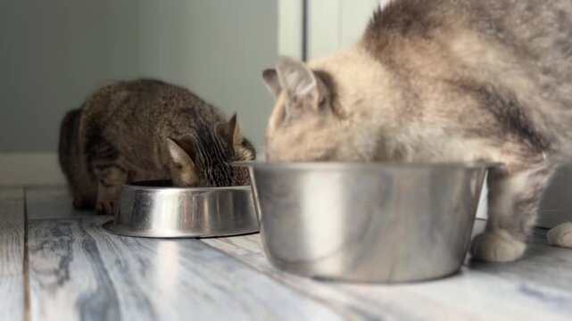 Two cats are eating from separate bowls in a house. They are focused on their food as they enjoy their meal together.