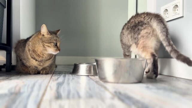 Two cats interact around their food bowls in a kitchen. One cat watches as the other moves near the bowls. They share this space in the morning.