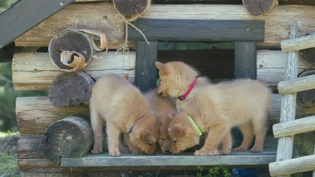 Four Finnish Spitz puppies standing together in front of a wooden doghouse