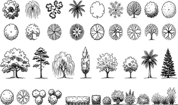 Hand drawn black and white tree and plant collection vector set with top view plan and side elevation for landscape architecture design