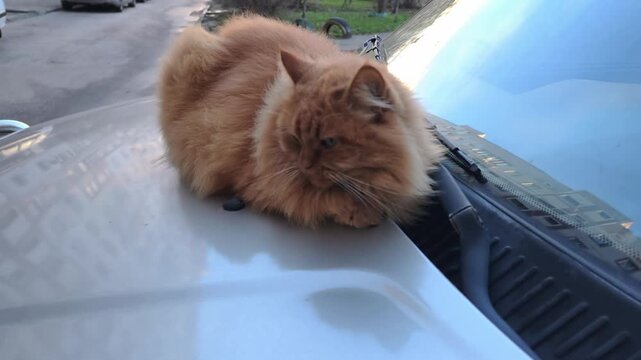 Fluffy long-haired orange cat sits in a loaf position on the hood of a car parked on a street. Close-up handheld shot captures the cat's grumpy expression and detailed fur in the overcast daylight