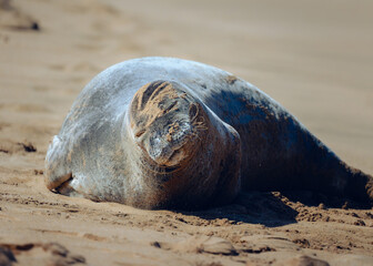 Hawaiian monk seal on the beach. © Christopher