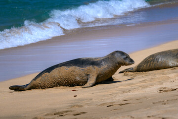 Hawaiian monk seal exiting the water on Maui, Hawaii. © Christopher